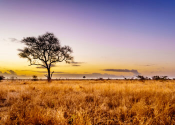 Afrika entdecken: Highlights des Kontinents